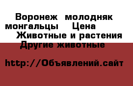 Воронеж “молодняк монгальцы“ › Цена ­ 6 000 -  Животные и растения » Другие животные   